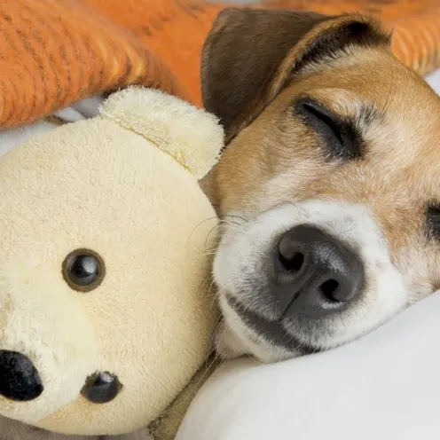 dog sleeping with toy at Dog Boarding in Heath